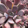 Echeveria Cupid - Tray of 40