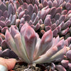 Echeveria Cupid - Tray of 40