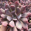 Echeveria Cupid - Tray of 40