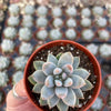 Echeveria Estrella - Tray of 40