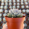 Echeveria Estrella - Tray of 40