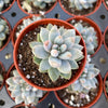 Echeveria Estrella - Tray of 40