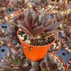 Echeveria Preta - Tray of 40