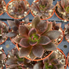 Echeveria Preta - Tray of 40