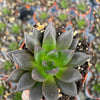 Echeveria New Black - Tray of 40