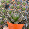 Echeveria New Black - Tray of 40