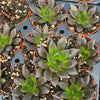 Echeveria New Black - Tray of 40