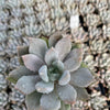 Echeveria Machette - Tray of 40
