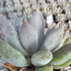 Echeveria Machette - Tray of 40