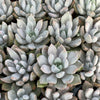 Echeveria Machette - Tray of 40