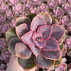 Echeveria Red Sky - Tray of 40