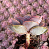 Echeveria Red Sky - Tray of 40