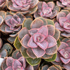 Echeveria Red Sky - Tray of 40