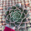 Echeveria Manana - Tray of 40