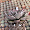 Echeveria Manana - Tray of 40