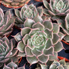 Echeveria Manana - Tray of 40