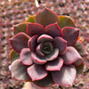 Echeveria Nina - Tray of 40