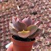 Echeveria Nina - Tray of 40