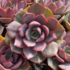 Echeveria Nina - Tray of 40