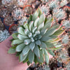 Echeveria Barca - Tray of 40