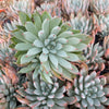 Echeveria Barca - Tray of 40