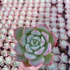 Echeveria Agavoides Salmon - Tray of 40