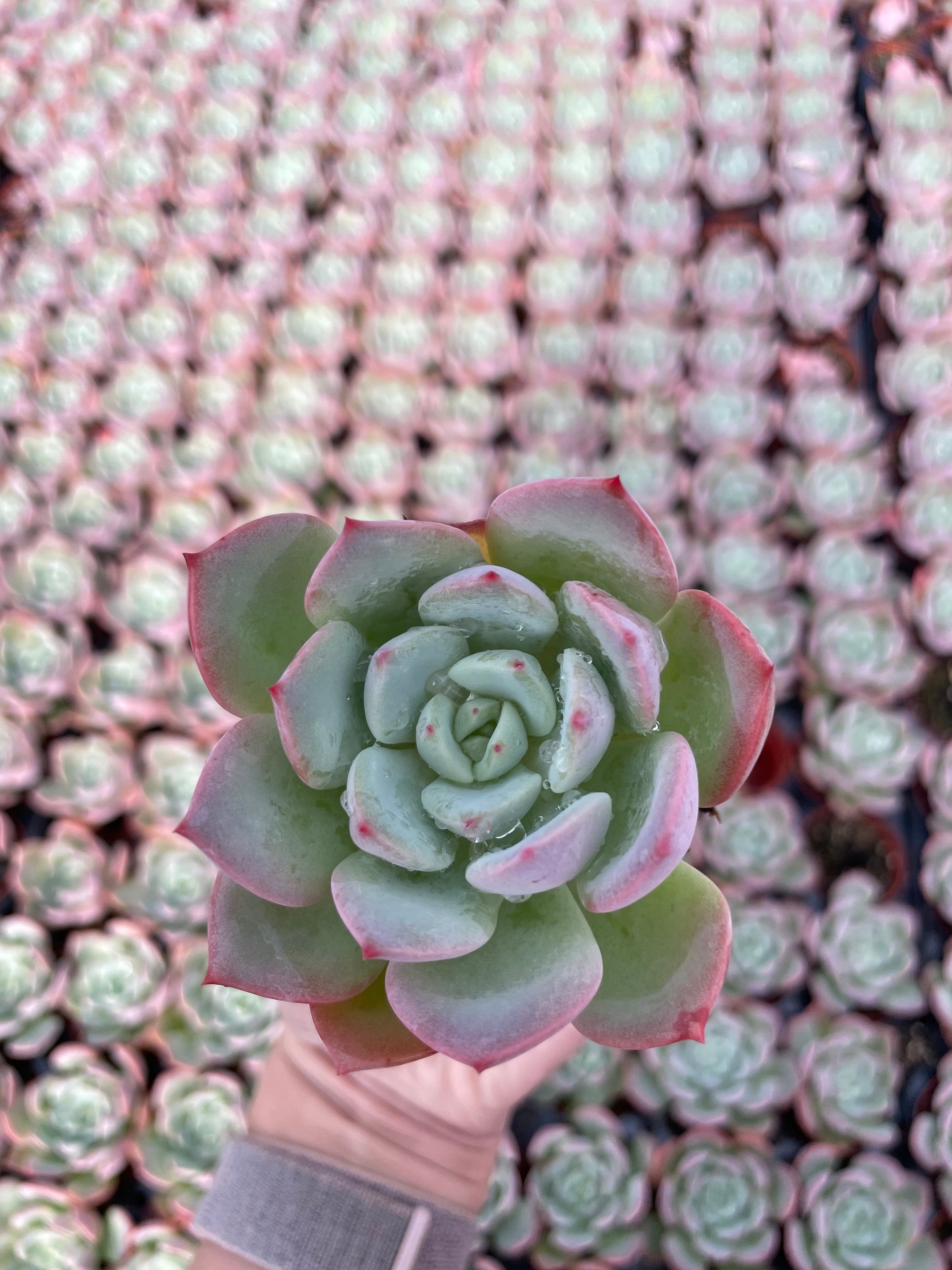 Echeveria Agavoides Salmon - Tray of 40