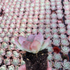 Echeveria Agavoides Salmon - Tray of 40