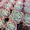 Echeveria Agavoides Salmon - Tray of 40