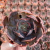 Echeveria Marom - Tray of 40