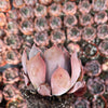Echeveria Marom - Tray of 40