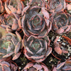Echeveria Marom - Tray of 40