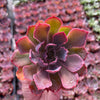 Echeveria Purple Dance - Tray of 40