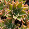 Echeveria Mexicana - Tray of 40