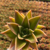 Echeveria Mexicana - Tray of 40