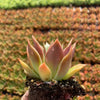 Echeveria Mexicana - Tray of 40