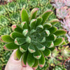 Echeveria Arco - Tray of 40