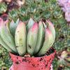 Echeveria Arco - Tray of 40