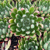Echeveria Arco - Tray of 40