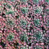 Echeveria Pink Ruby - Tray of 40