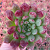 Echeveria Pink Ruby - Tray of 40