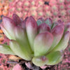 Echeveria Pink Ruby - Tray of 40