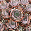 Echeveria Pink Costa - Tray of 40