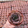 Echeveria Pink Costa - Tray of 40