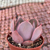 Echeveria Pink Costa - Tray of 40