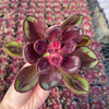 Echeveria Nodulosa Benitsukasa - Tray of 40