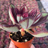 Echeveria Nodulosa Benitsukasa - Tray of 40