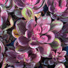 Echeveria Nodulosa Benitsukasa - Tray of 40