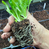 Seedling & Propagation Mix