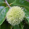 Improved Chinese Chestnut (CASTANEA MOLLISSIMA IMPROVED) - 3 gallon RP